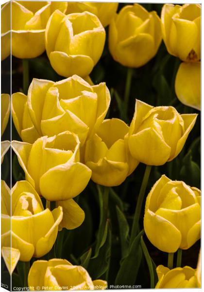 Soft yellow tulips Canvas Print by Peter Davies