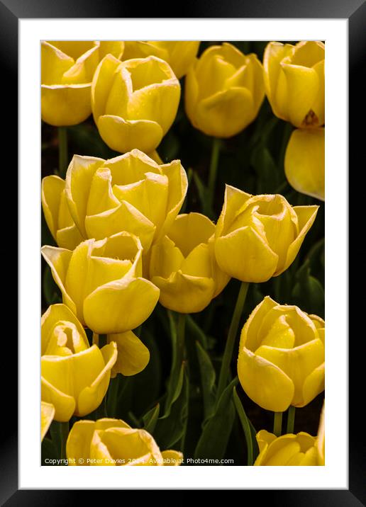 Soft yellow tulips Framed Mounted Print by Peter Davies