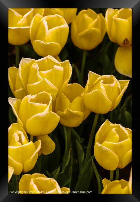 Soft yellow tulips Framed Print by Peter Davies