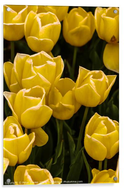 Soft yellow tulips Acrylic by Peter Davies