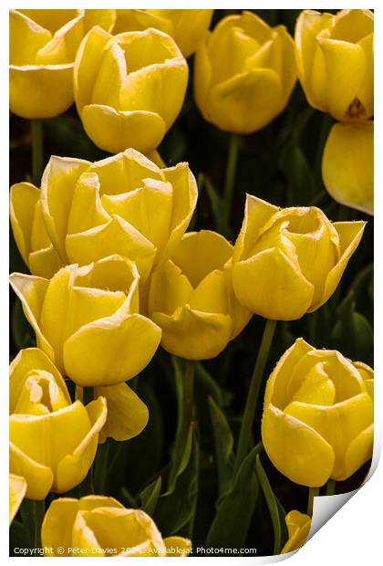 Soft yellow tulips Print by Peter Davies