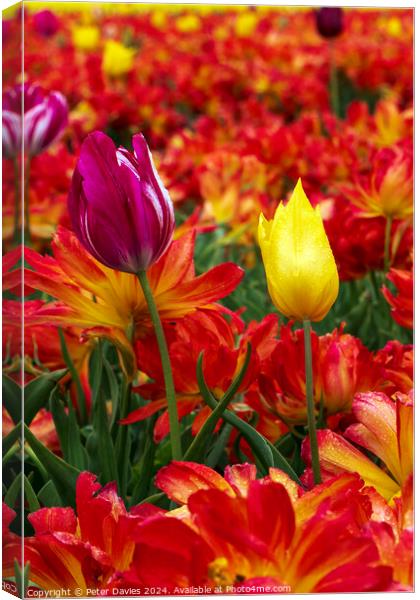 Colourful Tulips Canvas Print by Peter Davies