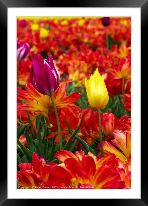 Colourful Tulips Framed Mounted Print by Peter Davies