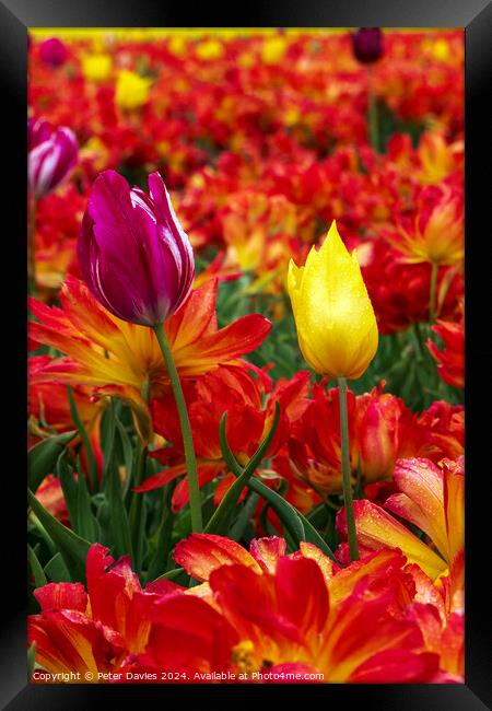 Colourful Tulips Framed Print by Peter Davies