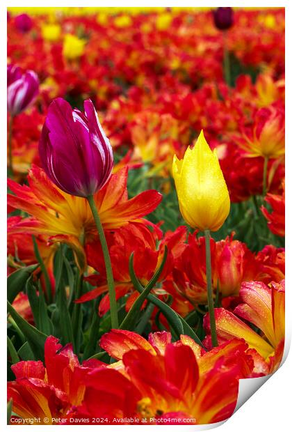 Colourful Tulips Print by Peter Davies