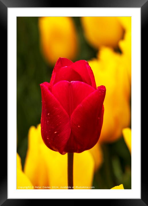 Red on yellow Framed Mounted Print by Peter Davies