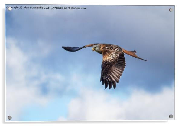 red kite Acrylic by Alan Tunnicliffe