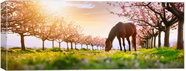 beautiful horse grazing on a green meadow surrounded by blooming peach trees Canvas Print by Guido Parmiggiani
