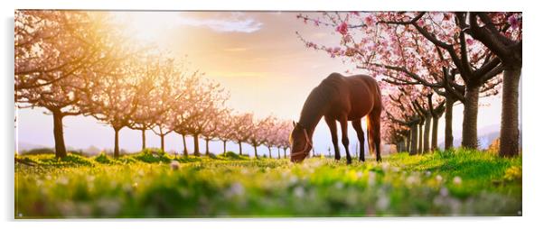 beautiful horse grazing on a green meadow surrounded by blooming peach trees Acrylic by Guido Parmiggiani