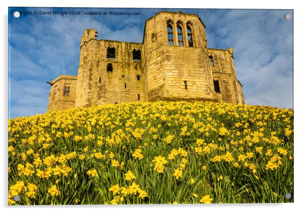 Warkworth Castle in Spring Acrylic by David Pringle
