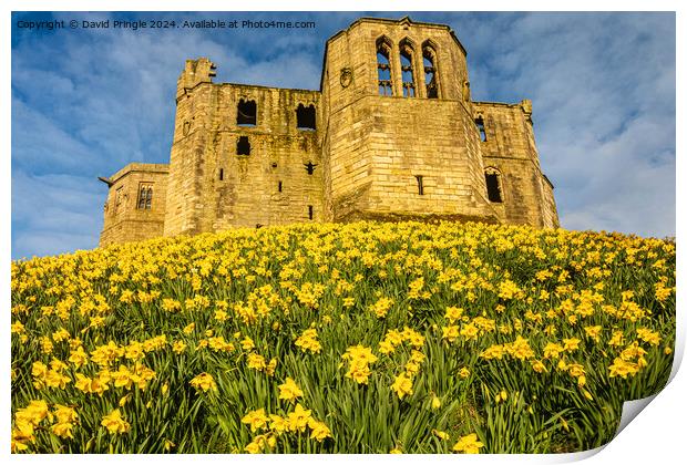 Warkworth Castle in Spring Print by David Pringle
