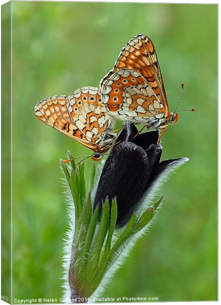 FRITILLARIES ON A PASQUE FLOWER Canvas Print by Helen Cullens
