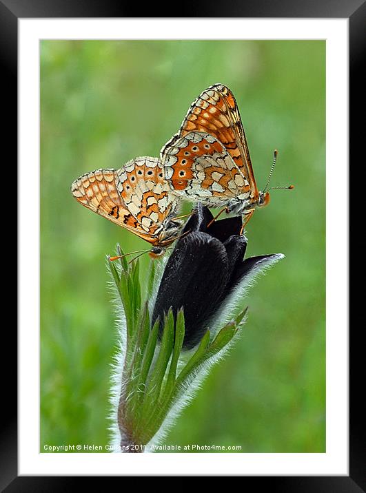FRITILLARIES ON A PASQUE FLOWER Framed Mounted Print by Helen Cullens