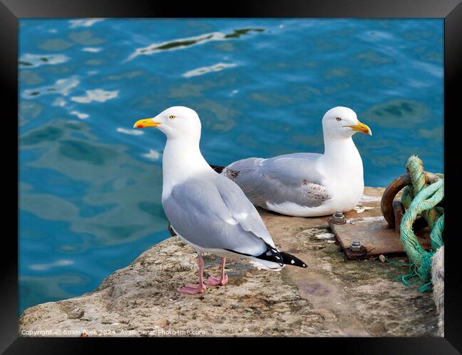 Herring Gull - Larus argentatus Framed Print by Susie Peek