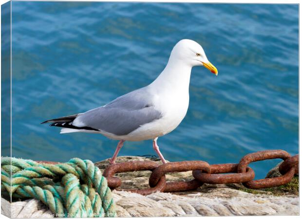 Herring Gull - Larus argentatus Canvas Print by Susie Peek