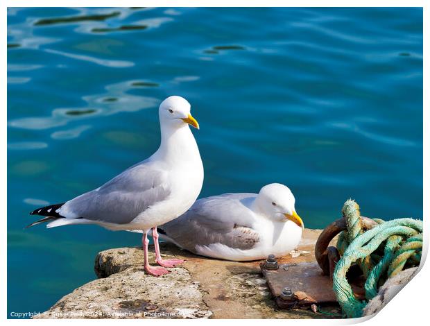 Herring Gull - Larus argentatus Print by Susie Peek