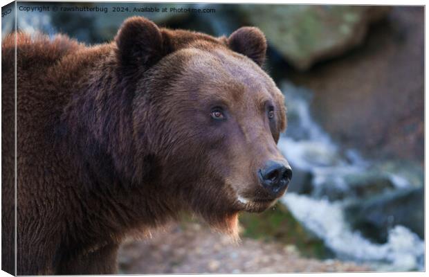 Nature's Beauty: Brown Bear Face Canvas Print by rawshutterbug 