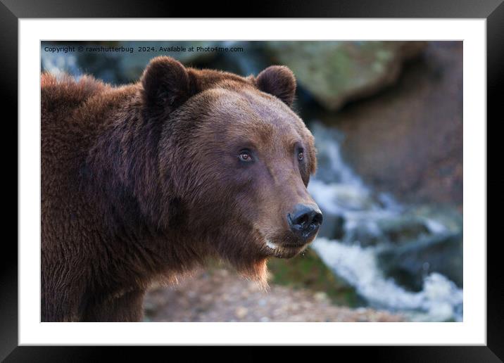 Nature's Beauty: Brown Bear Face Framed Mounted Print by rawshutterbug 