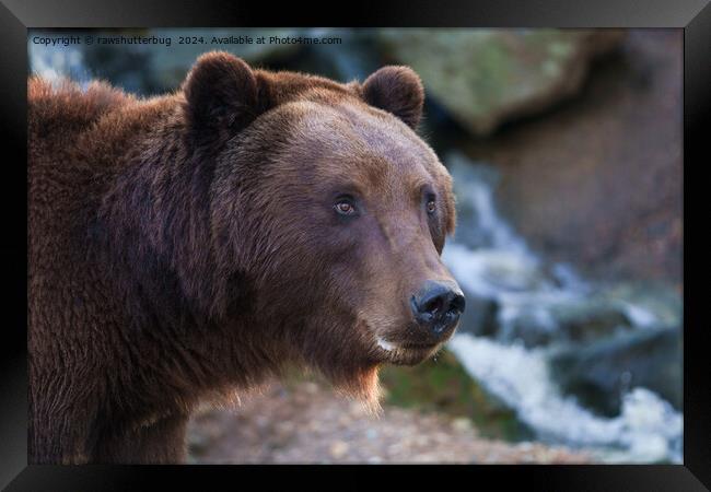 Nature's Beauty: Brown Bear Face Framed Print by rawshutterbug 