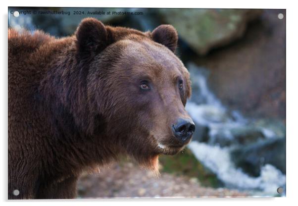 Nature's Beauty: Brown Bear Face Acrylic by rawshutterbug 