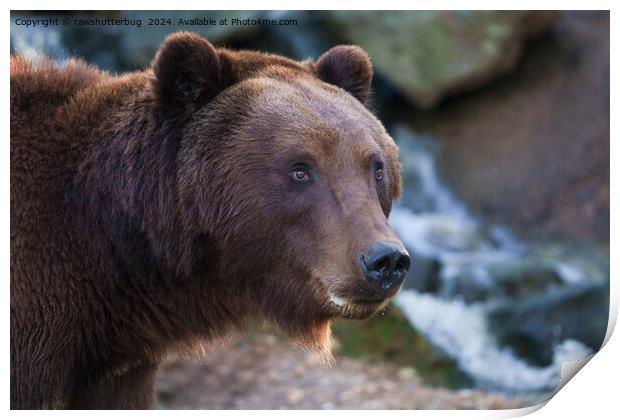 Nature's Beauty: Brown Bear Face Print by rawshutterbug 
