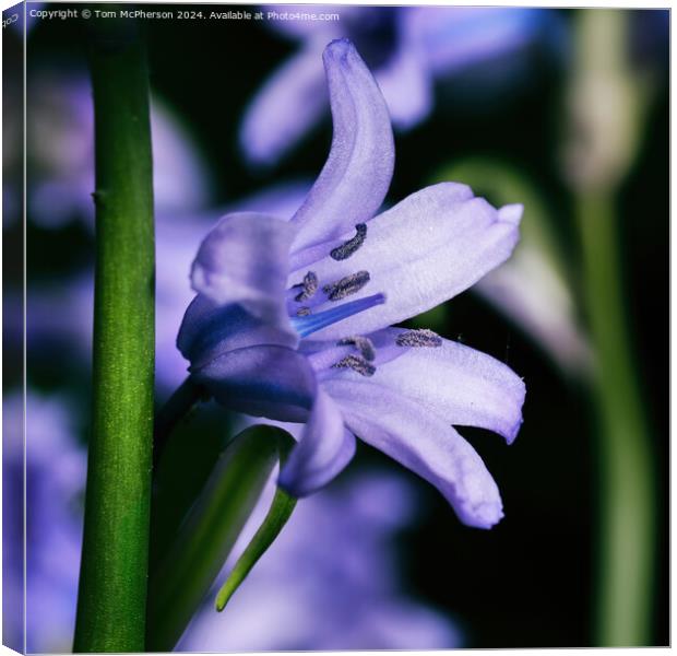 Bluebell Canvas Print by Tom McPherson