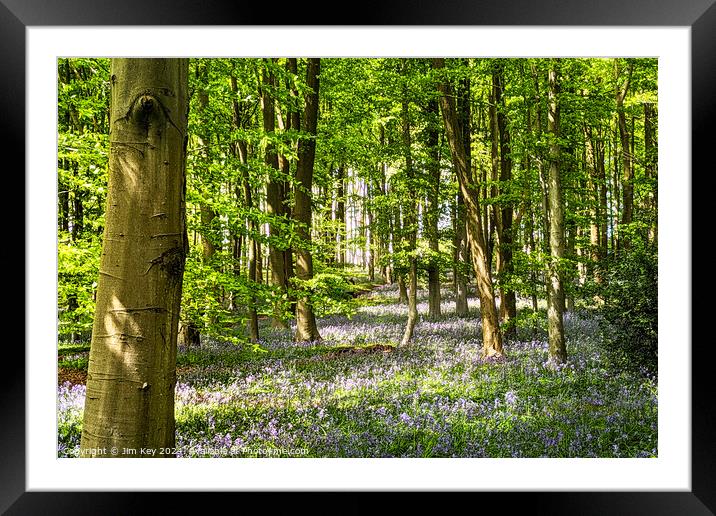 A beautiful English Bluebell Woodland.   Framed Mounted Print by Jim Key