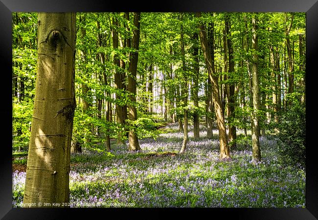A beautiful English Bluebell Woodland.   Framed Print by Jim Key