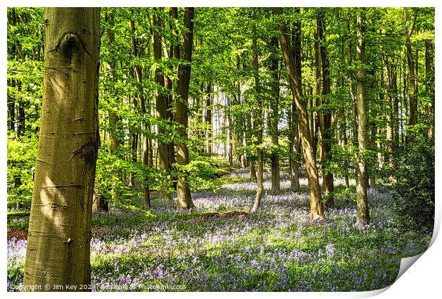 A beautiful English Bluebell Woodland.   Print by Jim Key