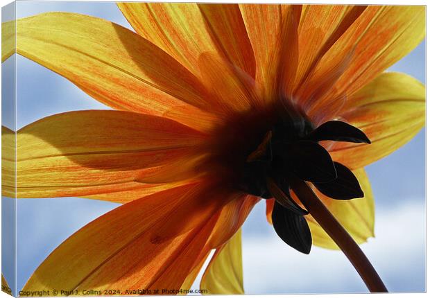 Worm's Eye View of a Dahlia  Canvas Print by Paul J. Collins
