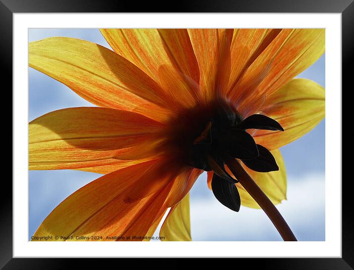 Worm's Eye View of a Dahlia  Framed Mounted Print by Paul J. Collins