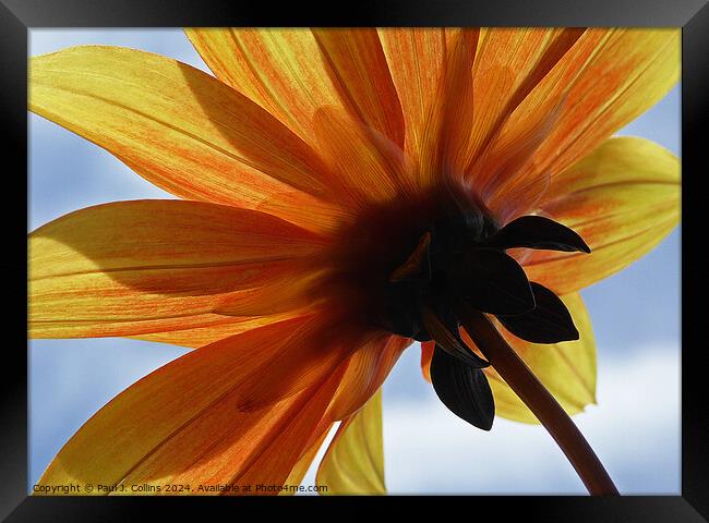 Worm's Eye View of a Dahlia  Framed Print by Paul J. Collins
