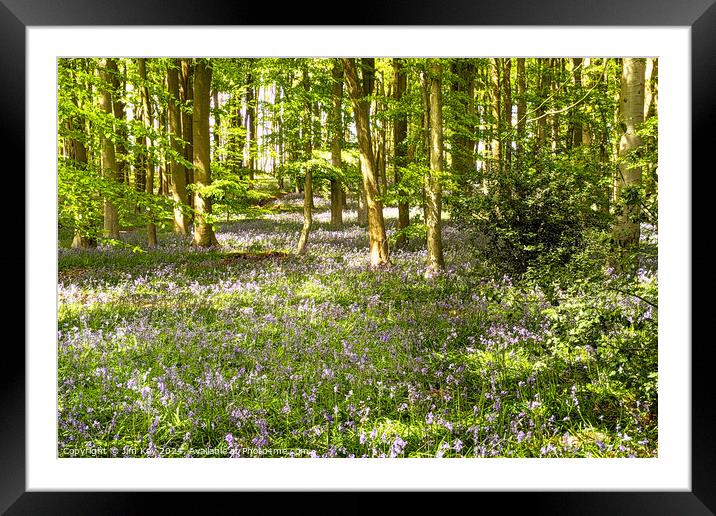 A beautiful English Bluebell Woodland.  Framed Mounted Print by Jim Key