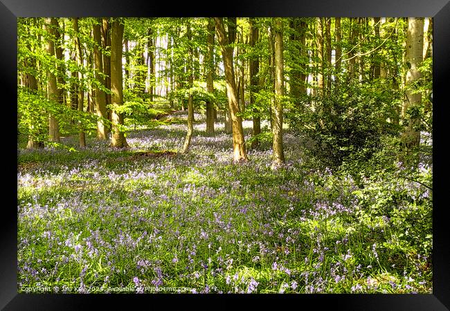 A beautiful English Bluebell Woodland.  Framed Print by Jim Key