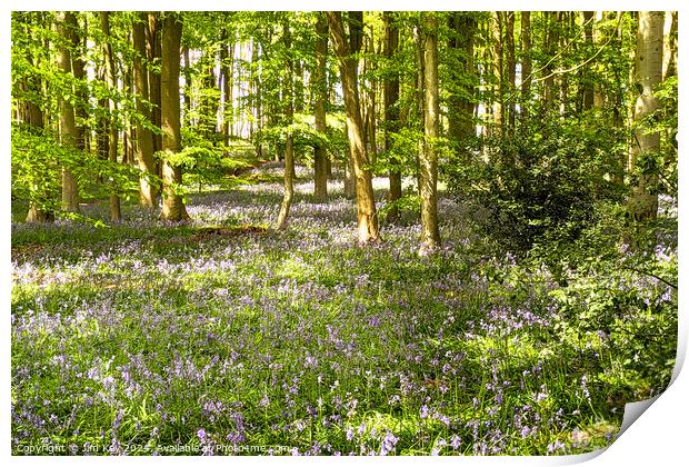 A beautiful English Bluebell Woodland.  Print by Jim Key