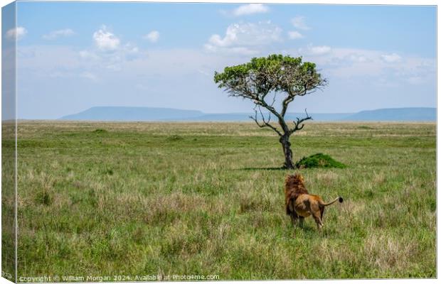 Male Lion in Awe of a Sausage Tree on the Serengeti Canvas Print by William Morgan