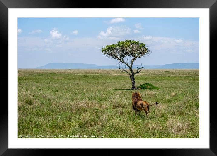 Male Lion in Awe of a Sausage Tree on the Serengeti Framed Mounted Print by William Morgan