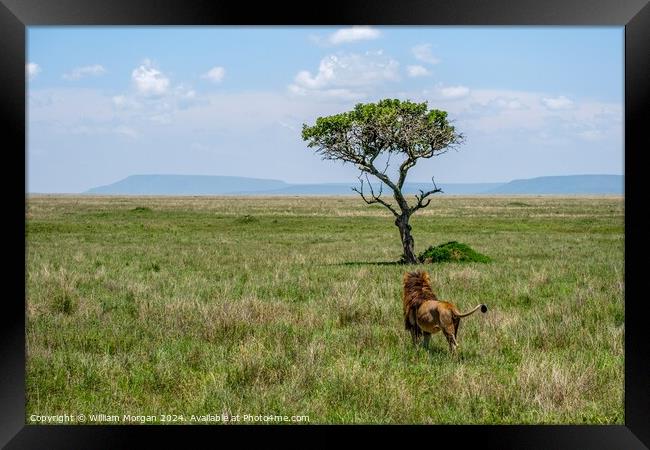 Male Lion in Awe of a Sausage Tree on the Serengeti Framed Print by William Morgan