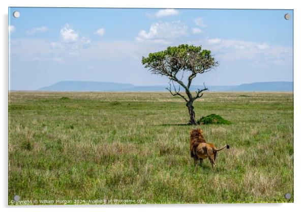 Male Lion in Awe of a Sausage Tree on the Serengeti Acrylic by William Morgan
