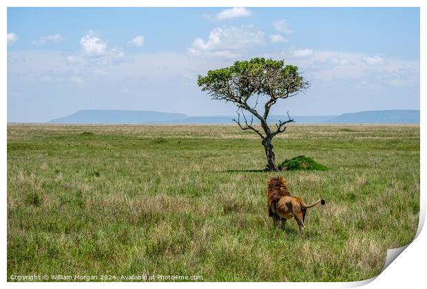 Male Lion in Awe of a Sausage Tree on the Serengeti Print by William Morgan