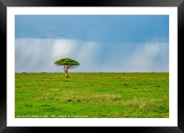 Solitary Sausage Tree on the African Savanna Framed Mounted Print by William Morgan