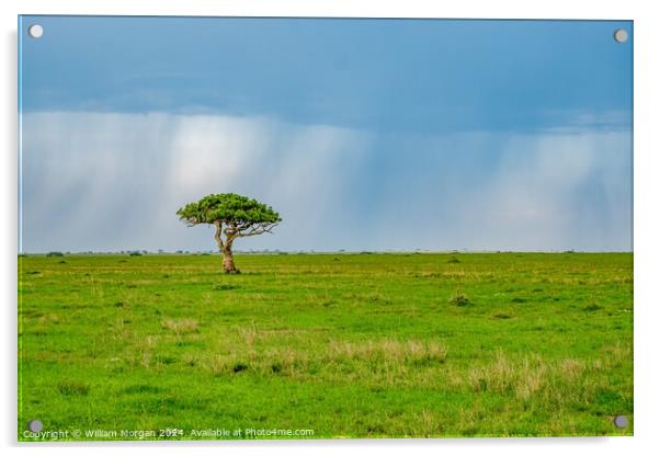 Solitary Sausage Tree on the African Savanna Acrylic by William Morgan
