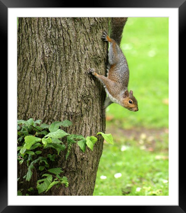 Squirrel Framed Mounted Print by Jacqui Kilcoyne