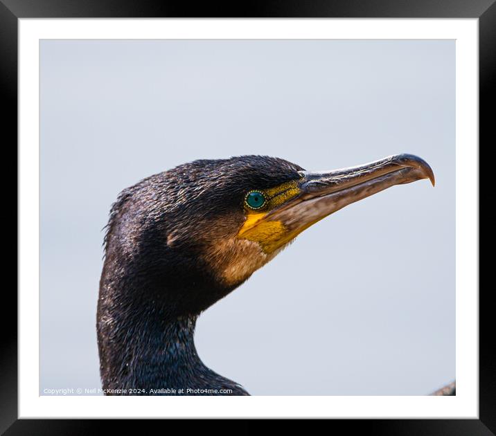 Cormorant up close  Framed Mounted Print by Neil McKenzie