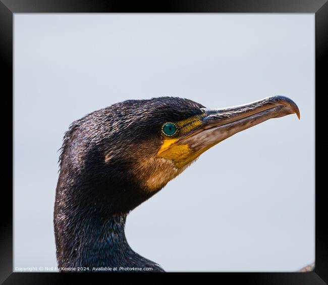 Cormorant up close  Framed Print by Neil McKenzie