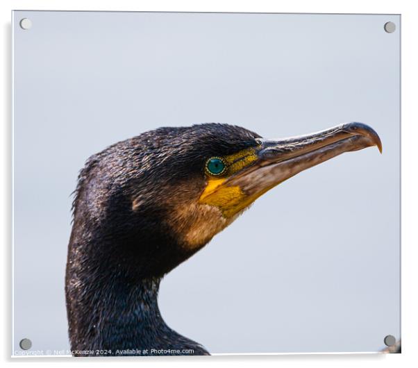 Cormorant up close  Acrylic by Neil McKenzie