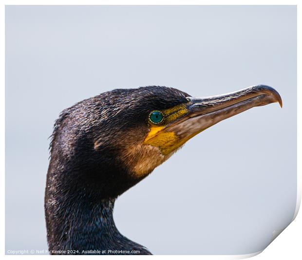 Cormorant up close  Print by Neil McKenzie