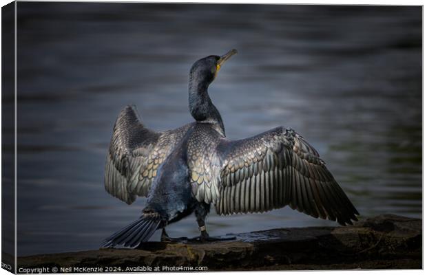 Cormorant sunbathing  Canvas Print by Neil McKenzie