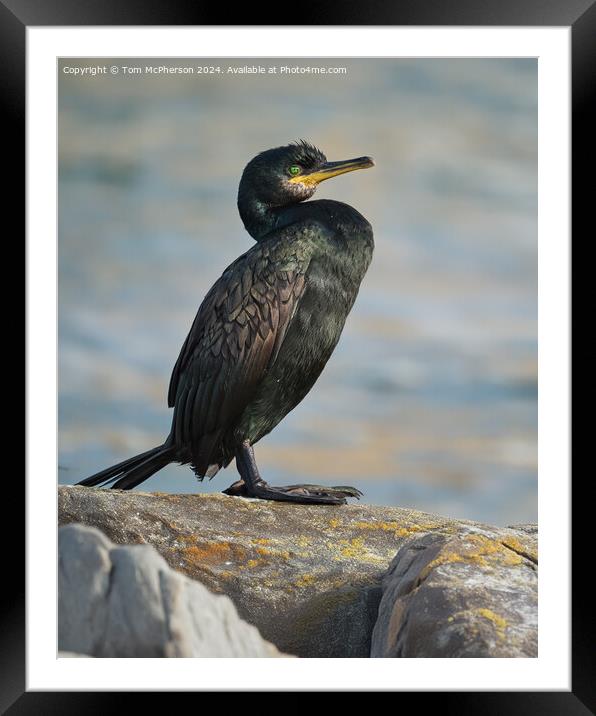 European Shag Framed Mounted Print by Tom McPherson