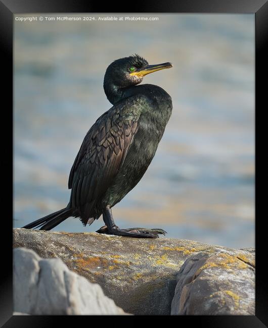 European Shag Framed Print by Tom McPherson